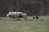 BORDER COLLIE - MOUTONS 050